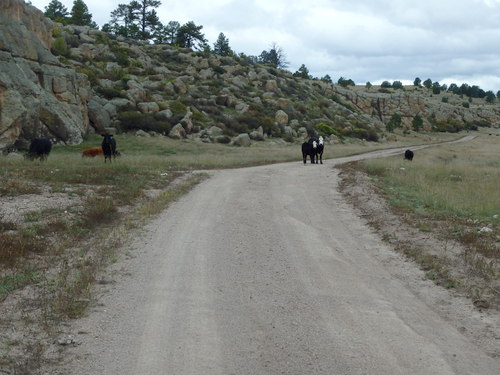 GDMBR: We finally found cattle on the range.